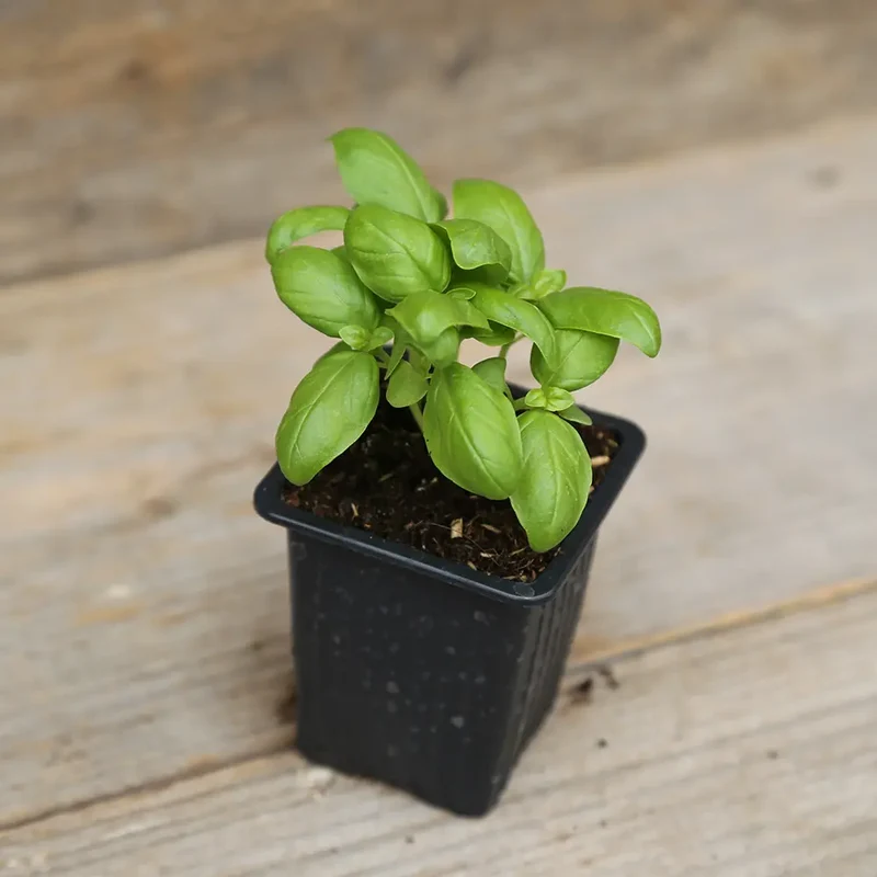 BASILIC GENOVESE AB - PLANT