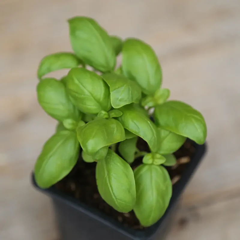 BASILIC GENOVESE AB - PLANT