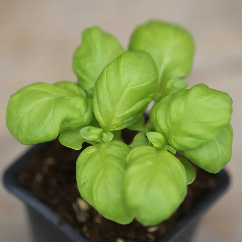 BASILIC GÉANT MONSTRUEUX MAMMOUTH AB - PLANT