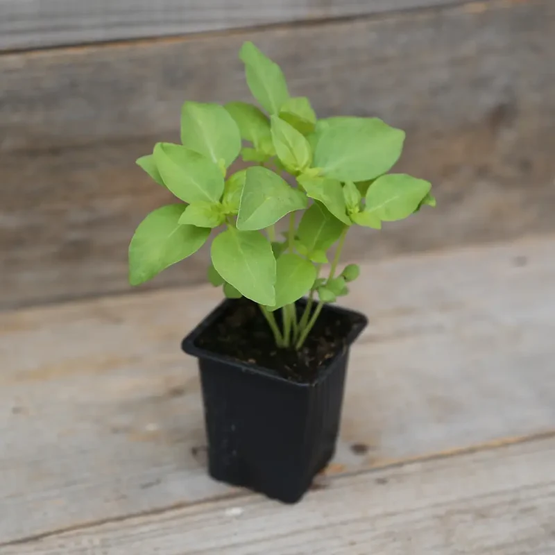 BASILIC CITRON AB - PLANT