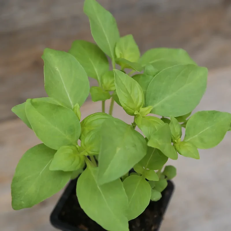 BASILIC CITRON AB - PLANT