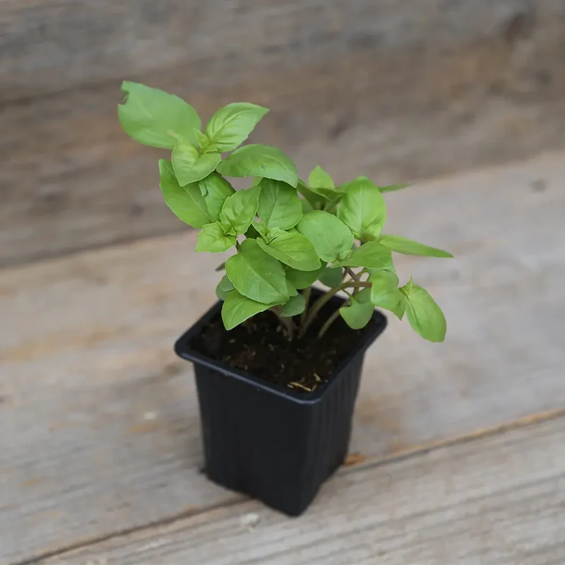 BASILIC CANNELLE AB - PLANT