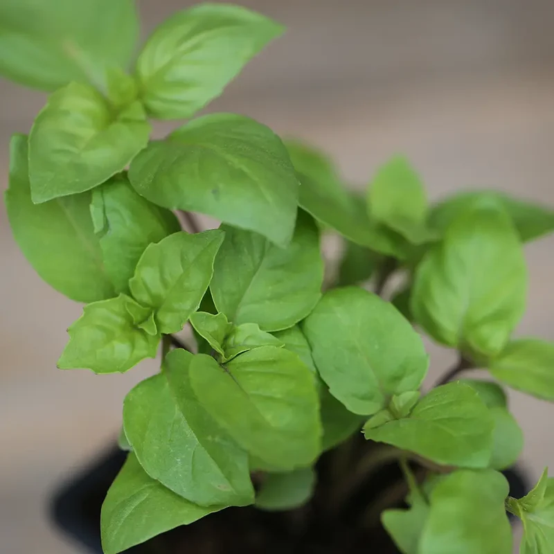 BASILIC CANNELLE AB - PLANT