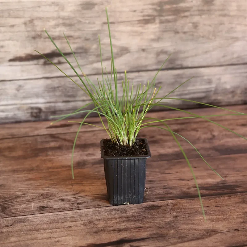 CIBOULETTE AB - PLANT