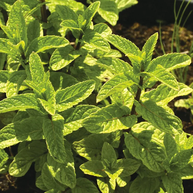 MENTHE MAROCAINE AB - PLANT