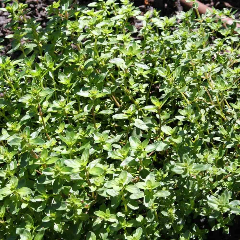 THYM SERPOLET AB - PLANT