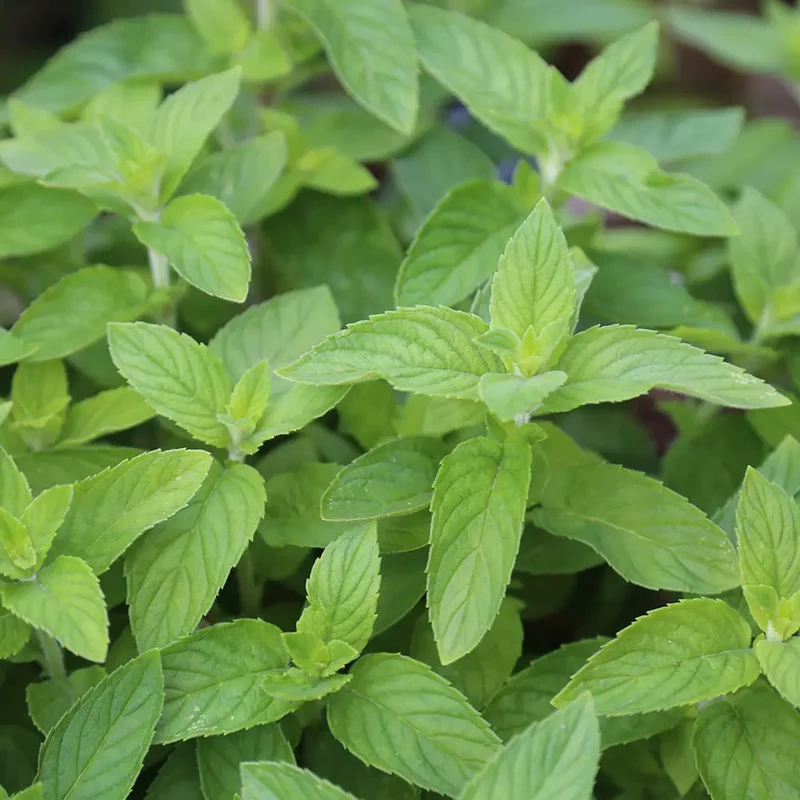 MENTHE CITRON AB - PLANT