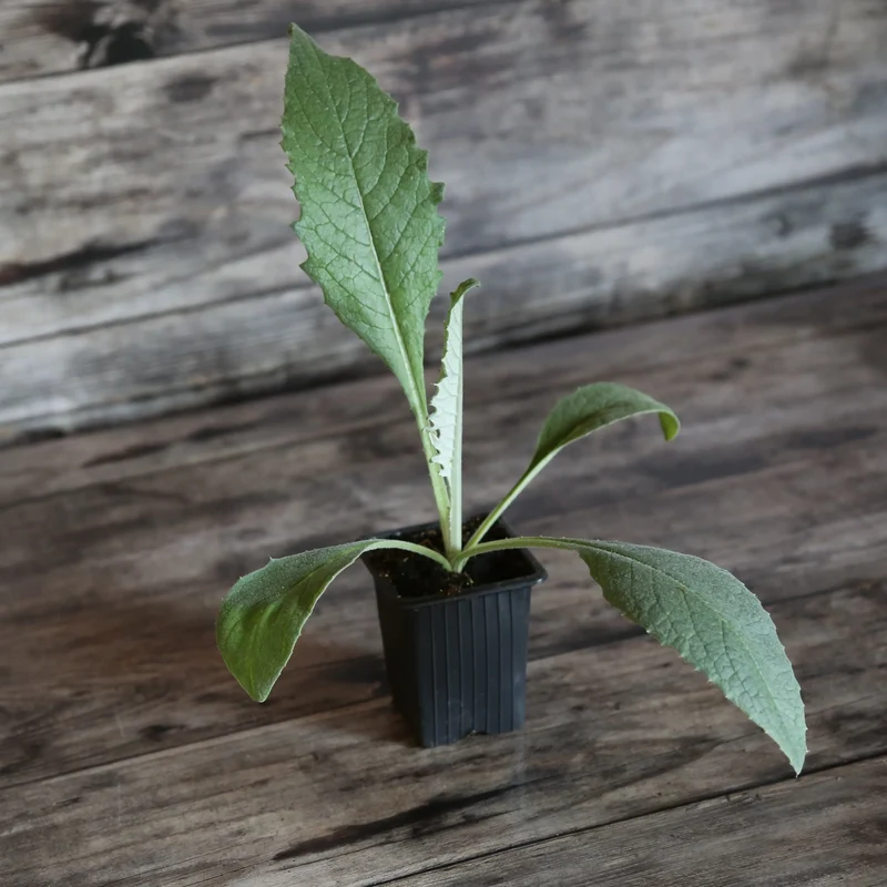ARTICHAUT VIOLET DE PROVENCE - PLANT