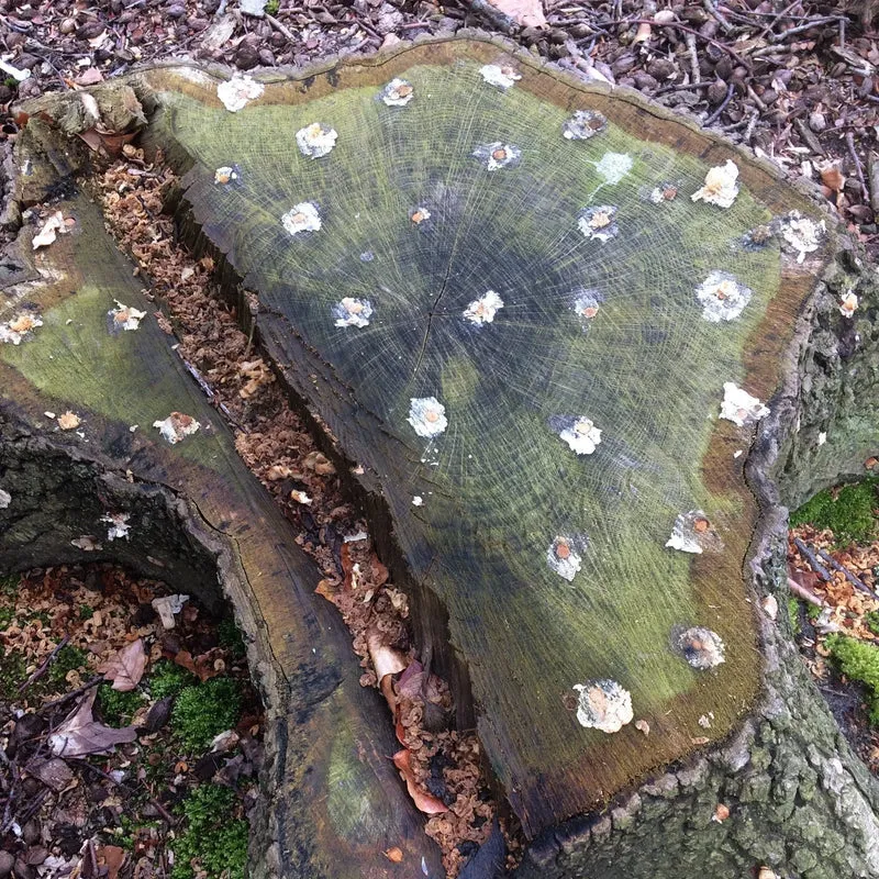 200 CHEVILLES - SHIITAKE AB