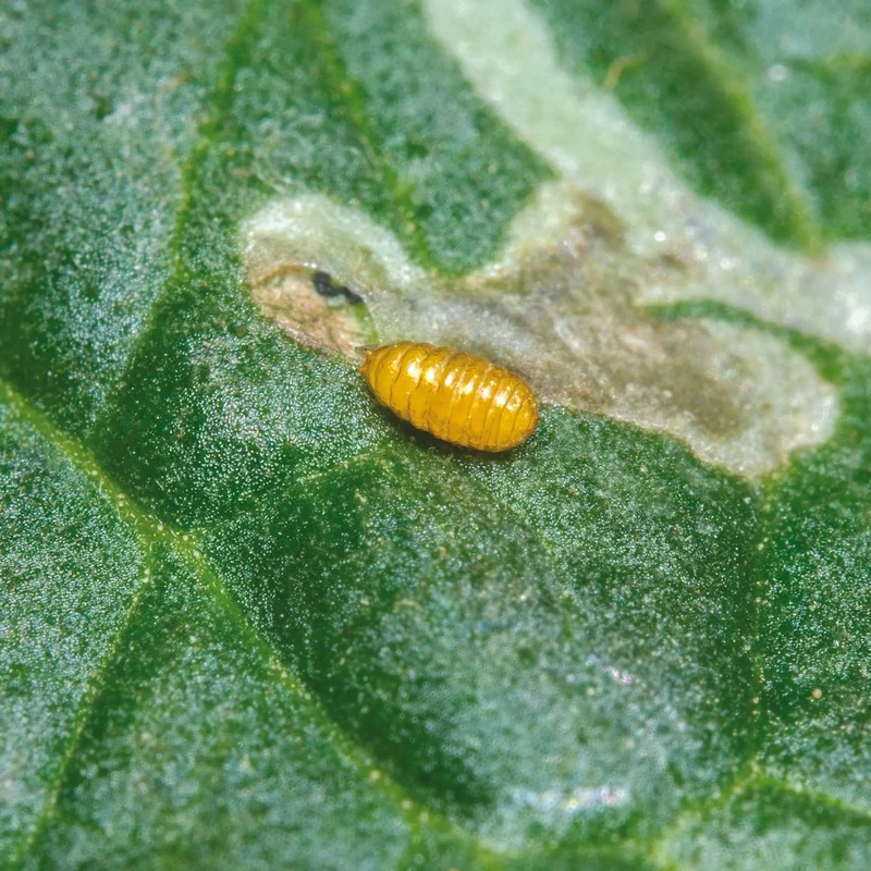 PHEROMONES CONTRE LA MINEUSE DE LA TOMATE