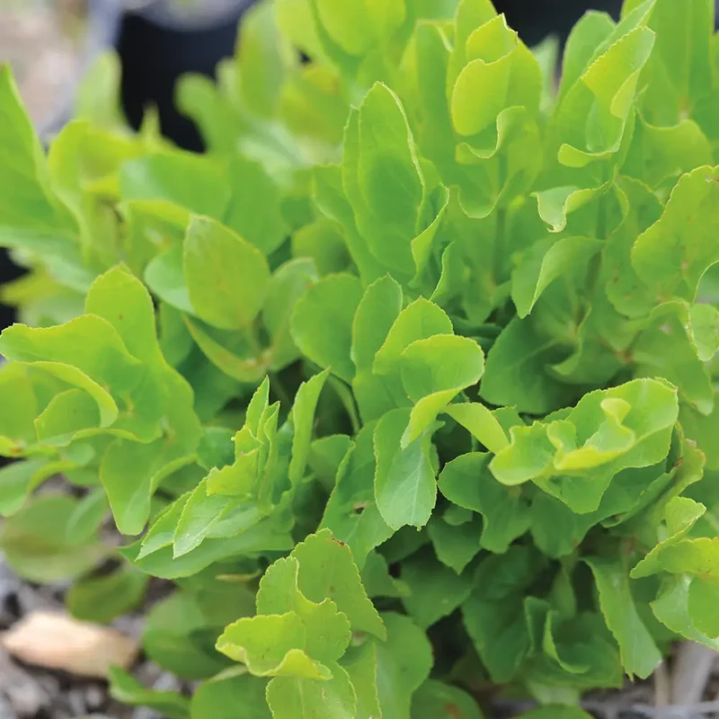 CHERVIS AB - PLANT