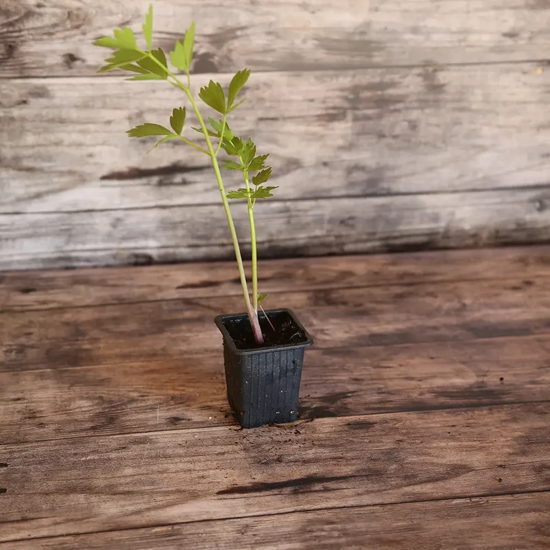ÂCHE DES MONTAGNES - CÉLERI PERPÉTUEL AB - PLANT