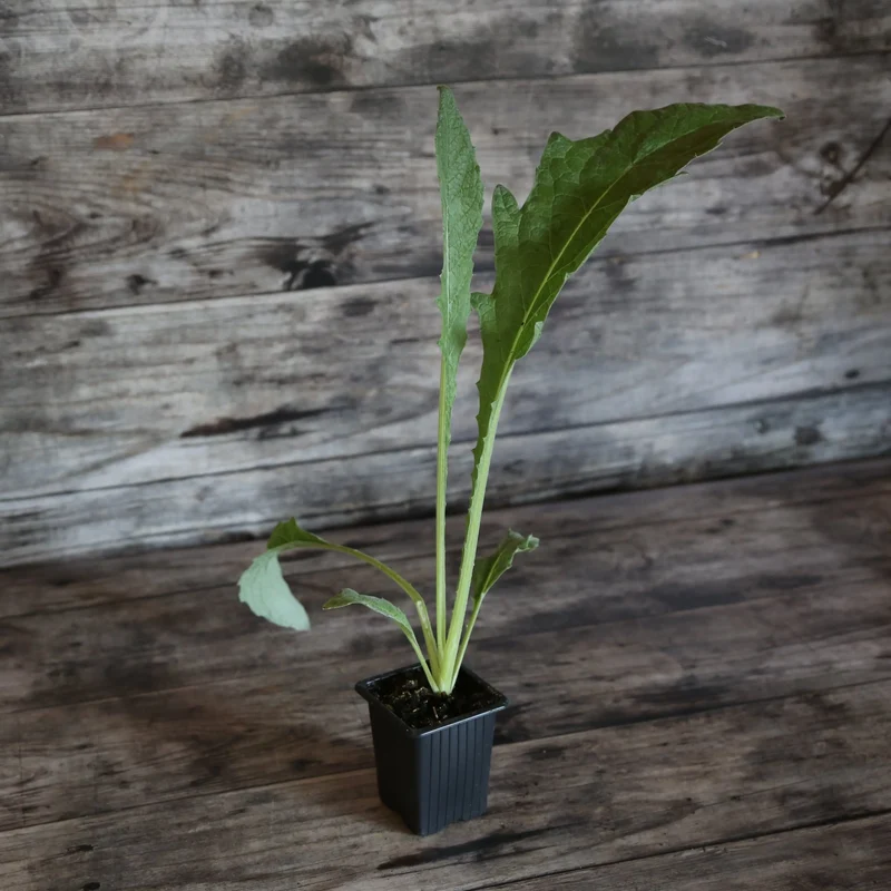 CARDON BLANC AMELIORE AB - PLANT