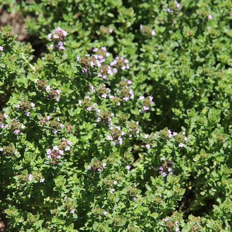THYM CITRON AB - PLANT