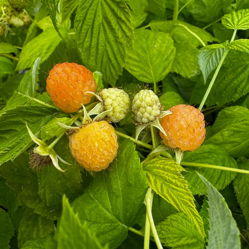 FRAMBOISIER AUTUMN AMBER AB - PLANT