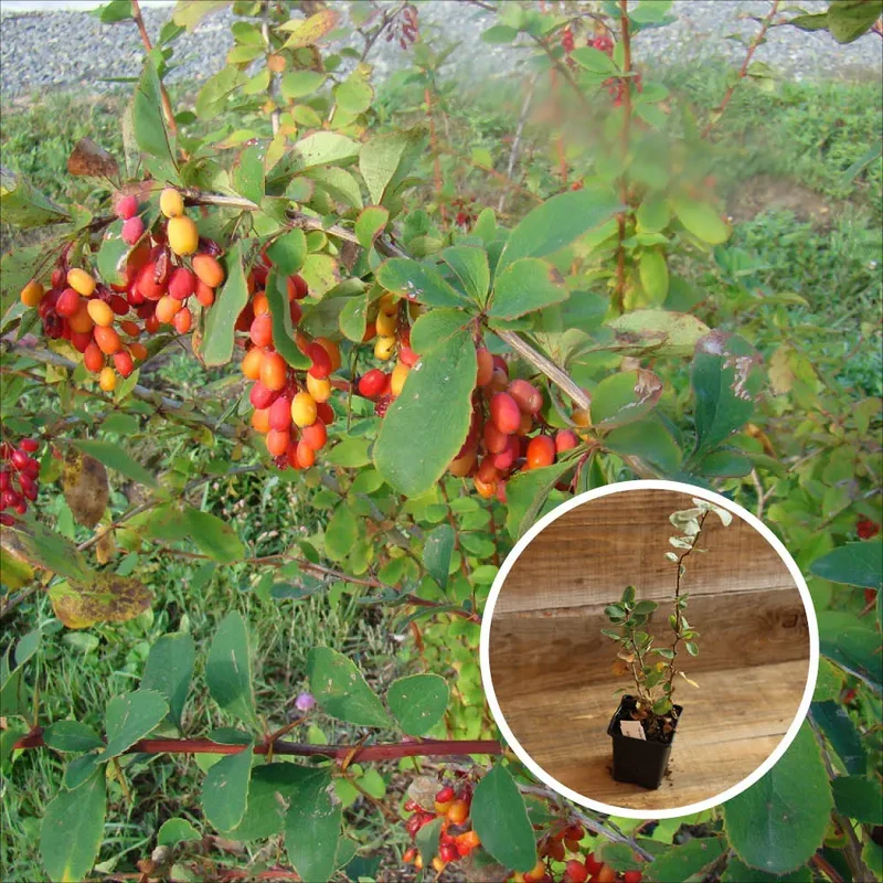 ÉPINE VINETTE DE CORÉE BERBERIS KOREANA RED TEARS AB - PLANT