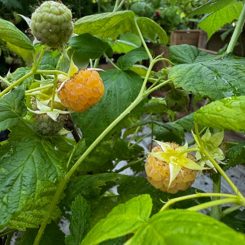 FRAMBOISIER JAUNE GOLDEN EVEREST AB - PLANT