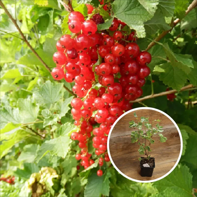 GROSEILLIER À GRAPPE ROUGE LONDON MARKET AB - PLANT