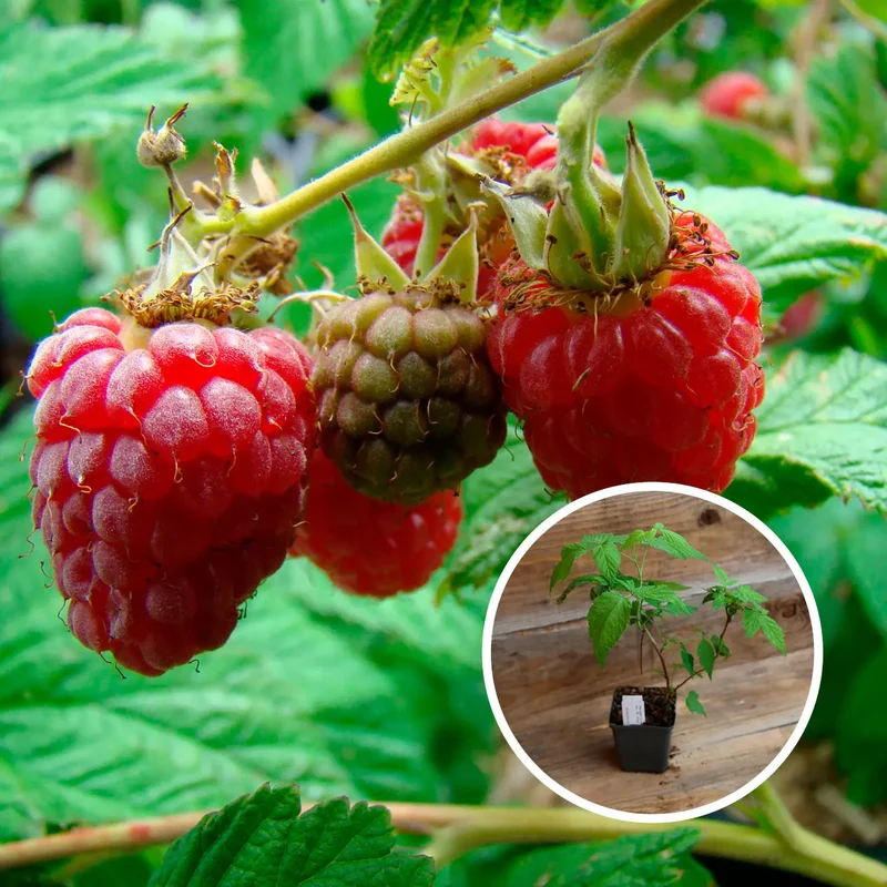 FRAMBOISIER ROUGE SCHOENEMANN AB - PLANT