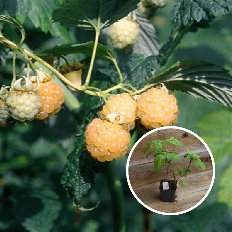 FRAMBOISIER SURPRISE D'AUTOMNE AB - PLANT