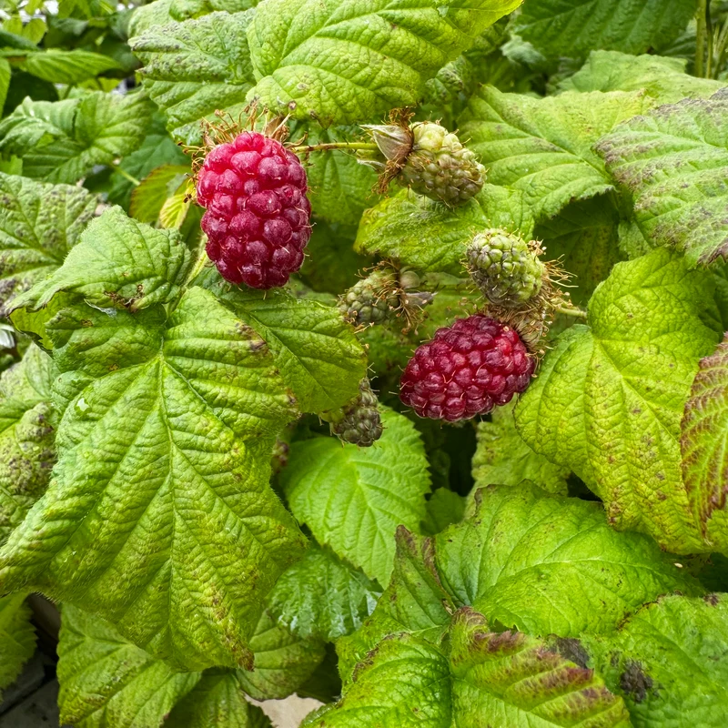 MÛRIER TAYBERRY AB - PLANT