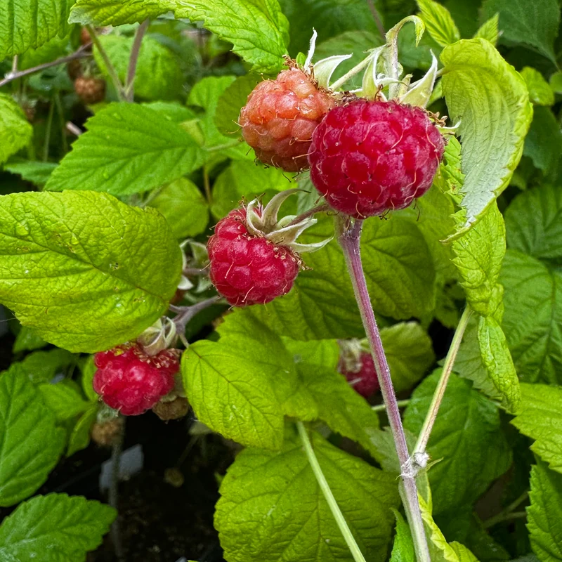 FRAMBOISIER VIOLETTE AB - PLANT