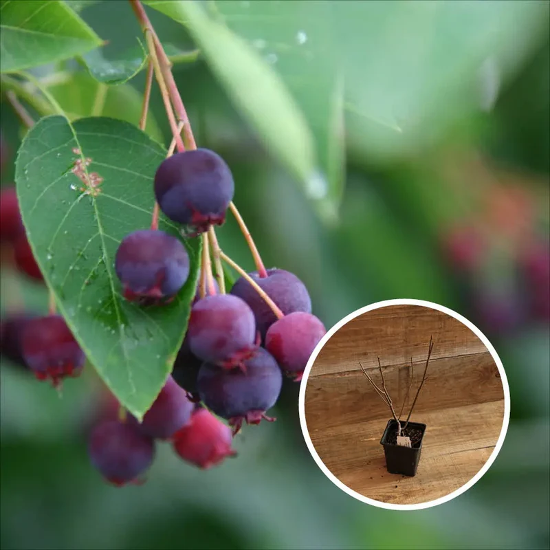 AMÉLANCHIER A FEUILLES D'AULNE AB - PLANT