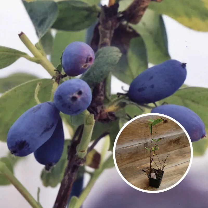 CHÈVREFEUILLE COMESTIBLE EDULIS AB - PLANT