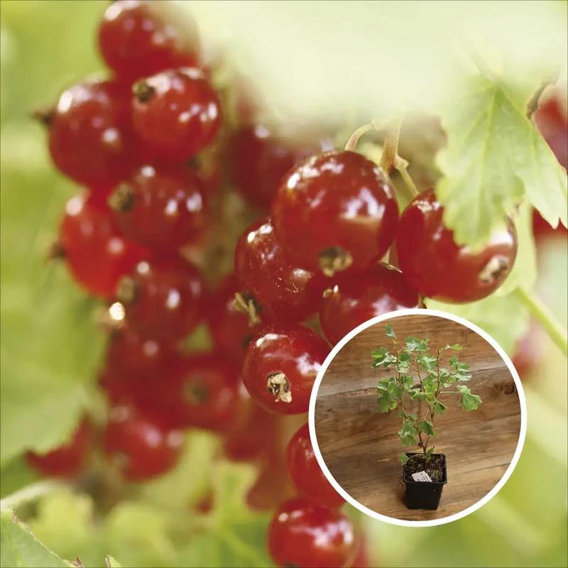 GROSEILLIER À GRAPPES JUNIFER AB - PLANT