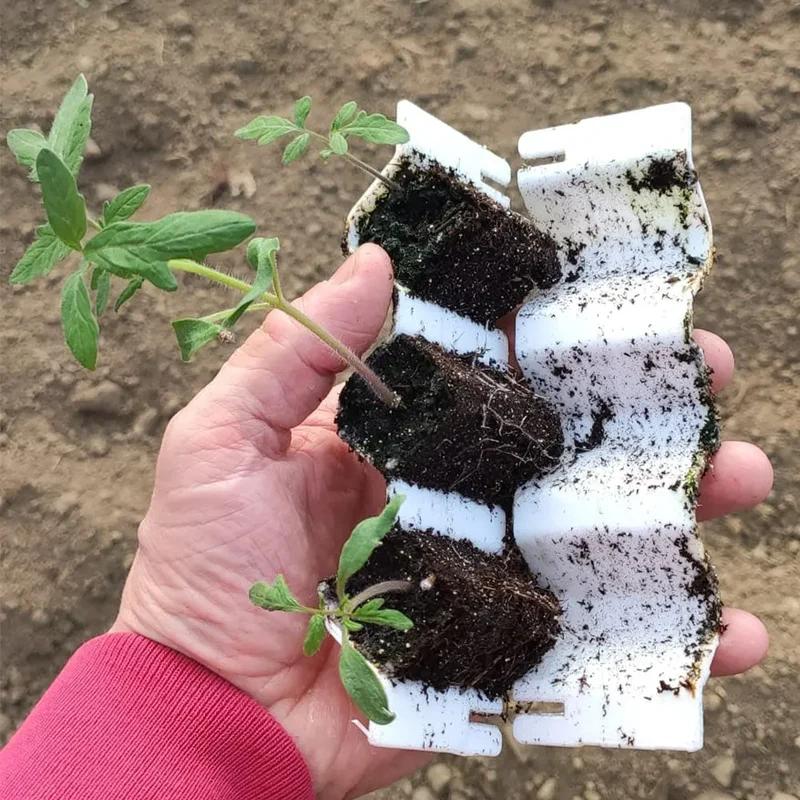 KIT DE GERMINATION 25 PLANTS GRAINES MOYENNES