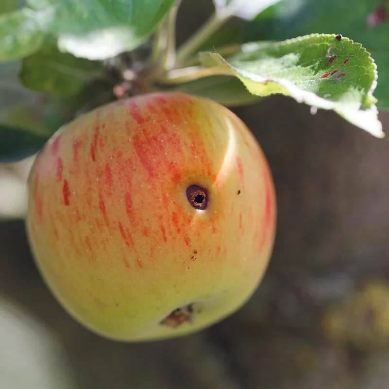 PACK PHÉROMONES CONTRE LE VER DE LA POMME, POIRE, NOIX + PIÈGE