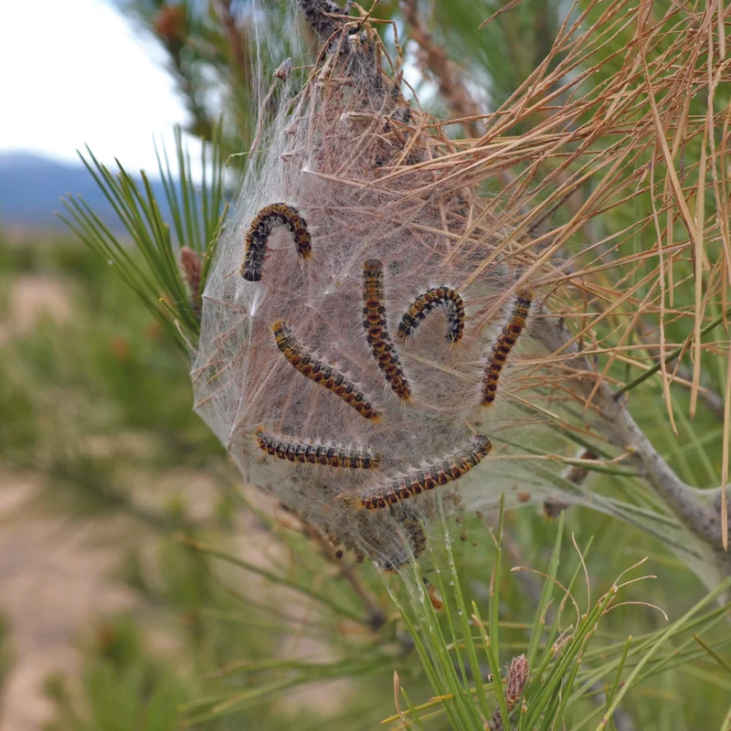 PHEROMONES CONTRE LA CHENILLE PROCESSIONNAIRE DU PIN