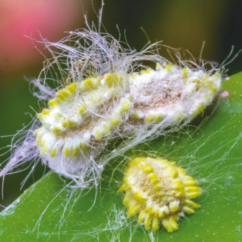 PHEROMONE CONTRE LA COCHENILLE FARINEUSE