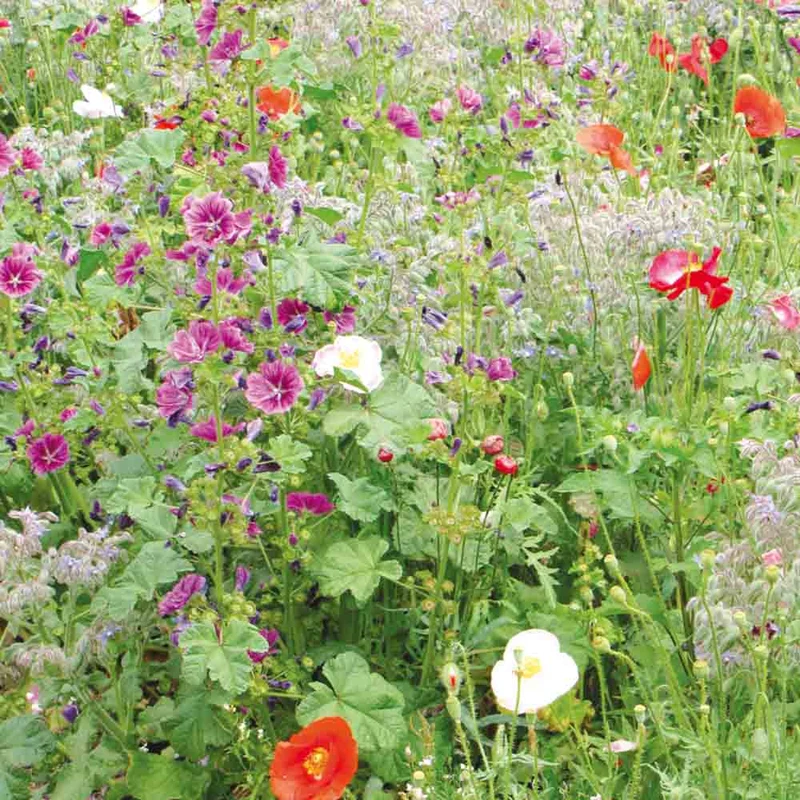 MÉLANGE FLEURI - ZONE OMBRÉE NT