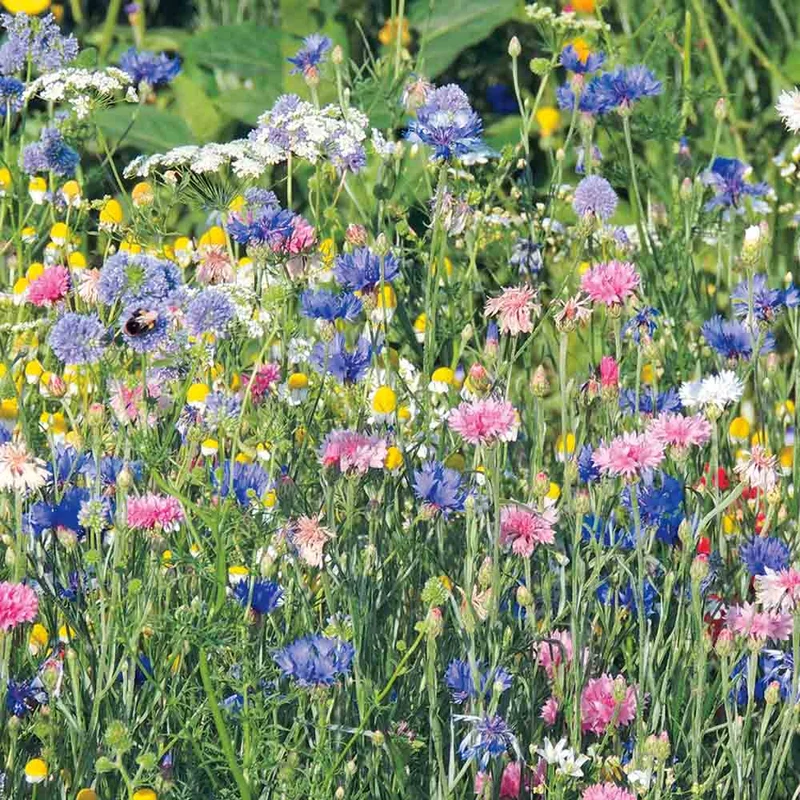 MÉLANGE FLEURI - TONS PASTELS NT