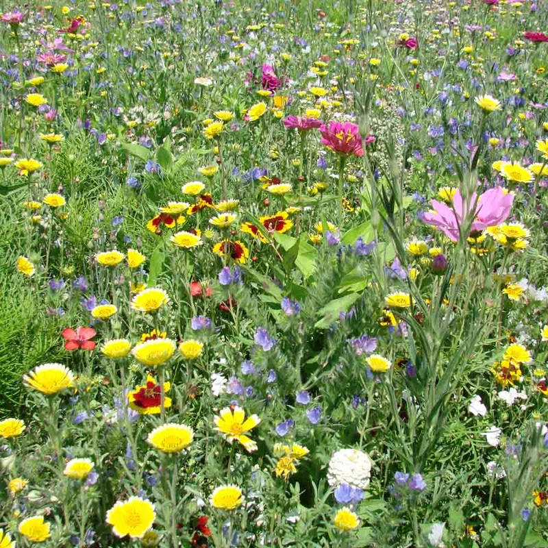 MÉLANGE FLEURI - TERRAIN SÉCHANT ARIDE NT