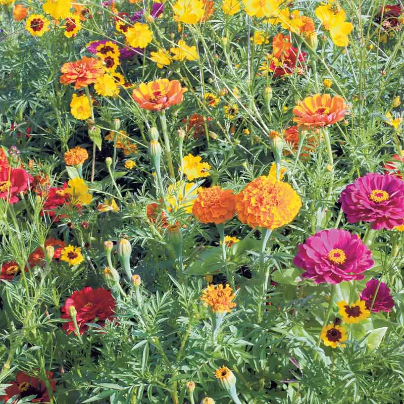 MÉLANGE FLEURI - PLANTES TINCTORIALES NT
