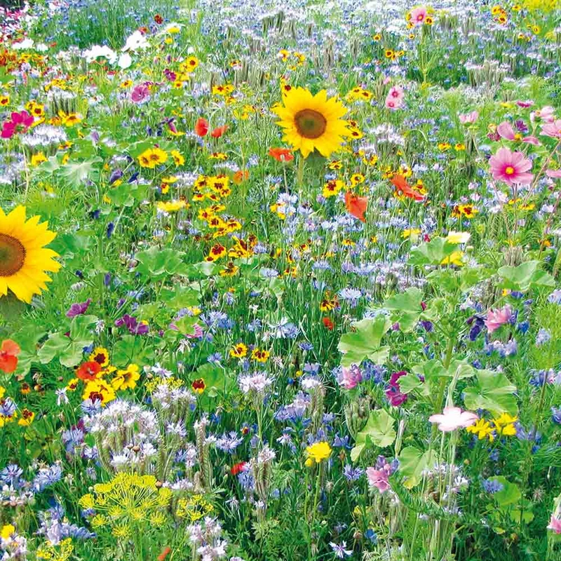 MÉLANGE FLEURI - NOURRIR LES ABEILLES AB