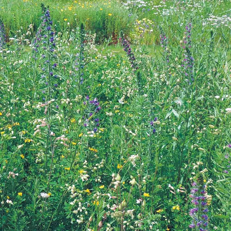 MÉLANGE FLEURI - NOURRIR LES PAPILLONS NT