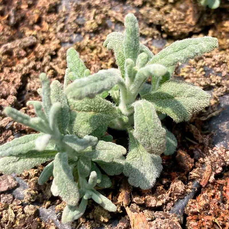 PLANTE SAUCISSON OU GERMANDRÉE POULIOT AB