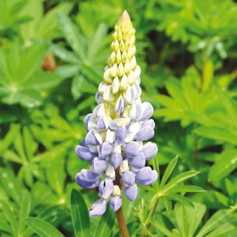 LUPIN BLEU AB 150 g
