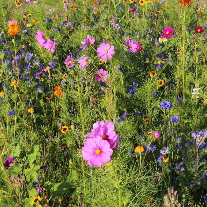 MÉLANGE FLEURI - MIEL ET PAPILLONS NT