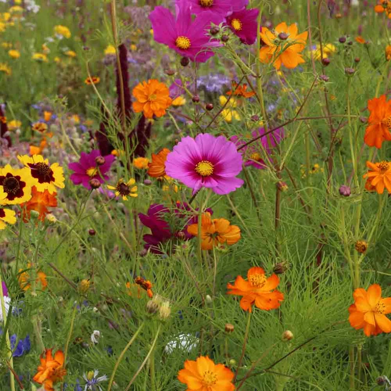MÉLANGE FLEURI - COCCINELLES NT