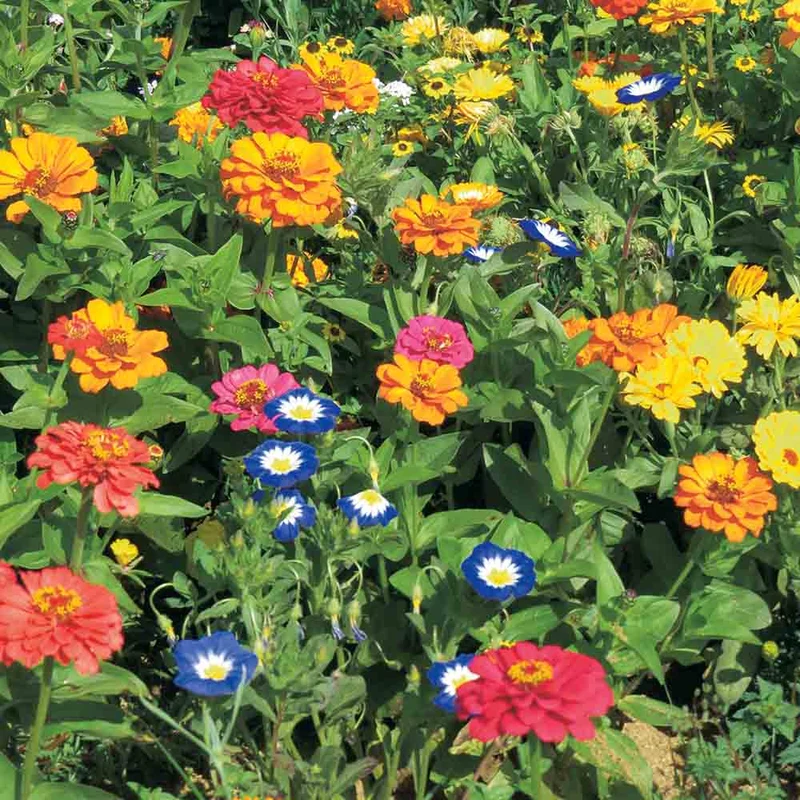 MÉLANGE FLEURI - MELLIFÈRES POUR BALCON NT
