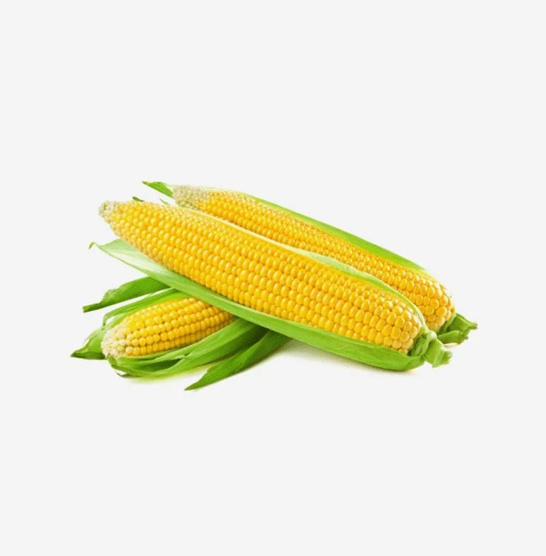 Garden Zucchini