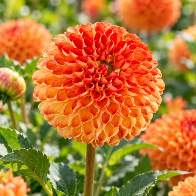 Bulbes de fleurs non-traité Dahlia ballon Mirella calibre 1