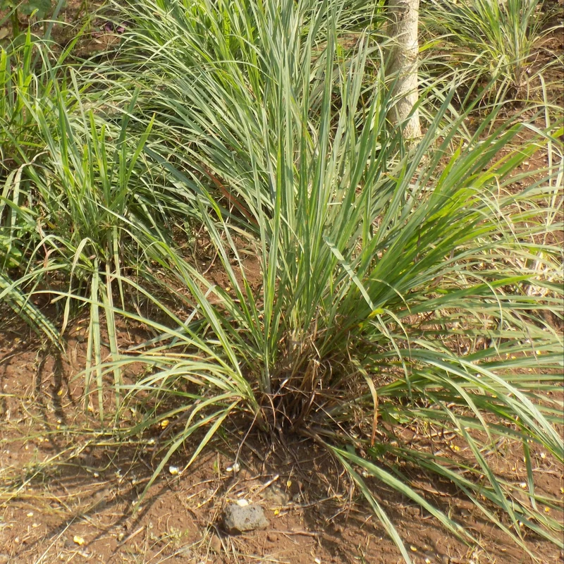 CITRONNELLE OU VERVEINE DES INDES NT
