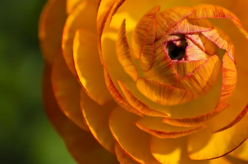 Bulbes de fleurs Non-Traité Renoncule Aviv Picotee Orange calibre 6/7 pour particuliers