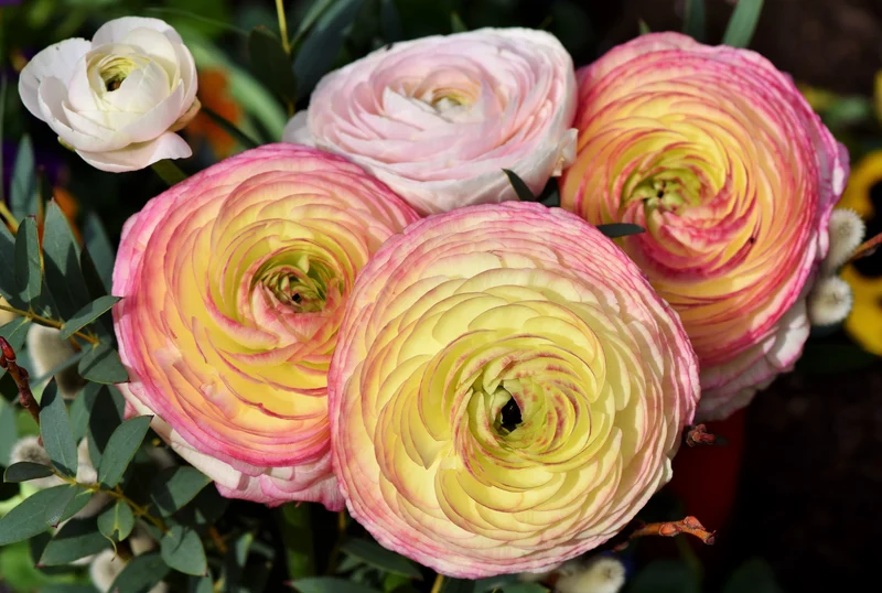 Bulbes de fleurs Non-Traité Renoncule Aviv Mélange calibre 7/8