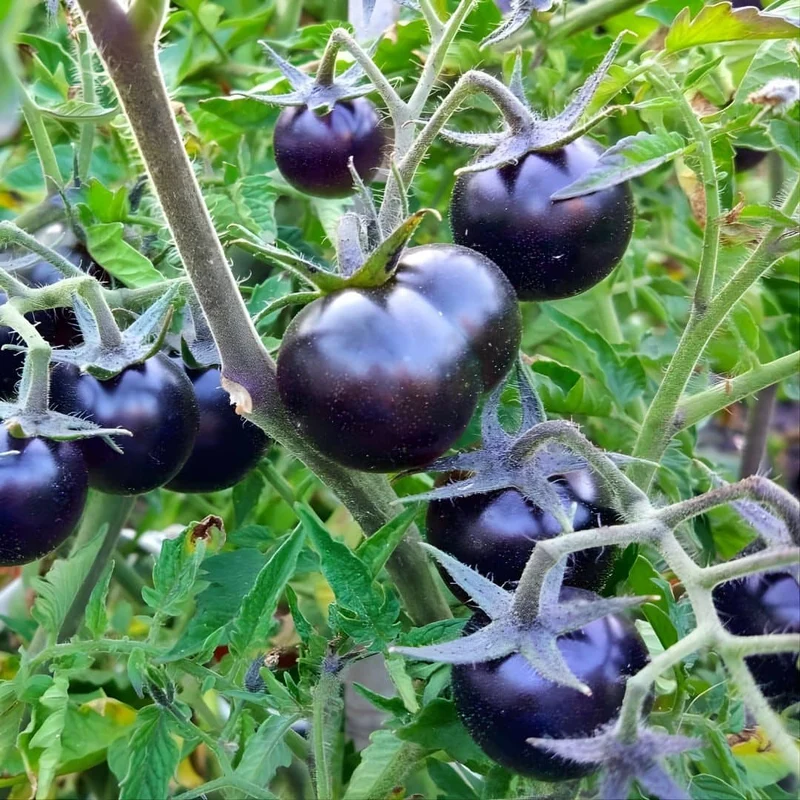 Tomate Blackball — Graines